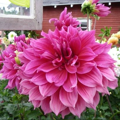 Саженцы,георгины