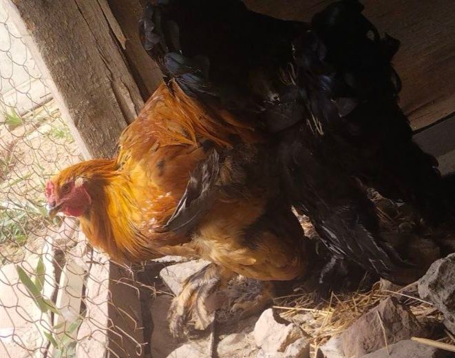 Брама жужалар сотилади гиган