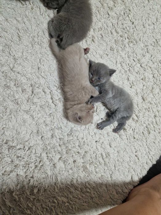 Шотландски клепоухи