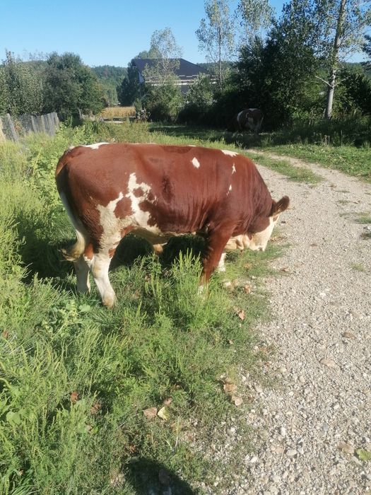 Vând taur junc rasa balanță românească pur