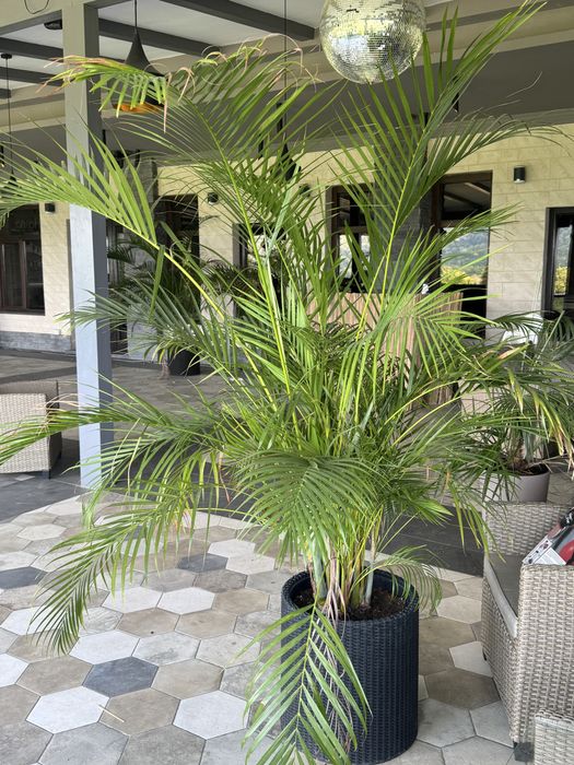 Plante naturale ( palmieri, etc) plante ornamentale