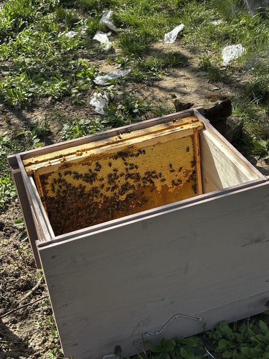 Miere naturală, BIO, de calitate superioară – direct de la producător