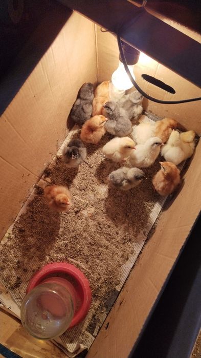 Продам цыплят трехсуточных