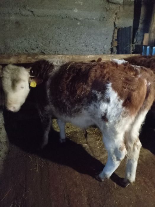 Бык 11 мес. Алабай