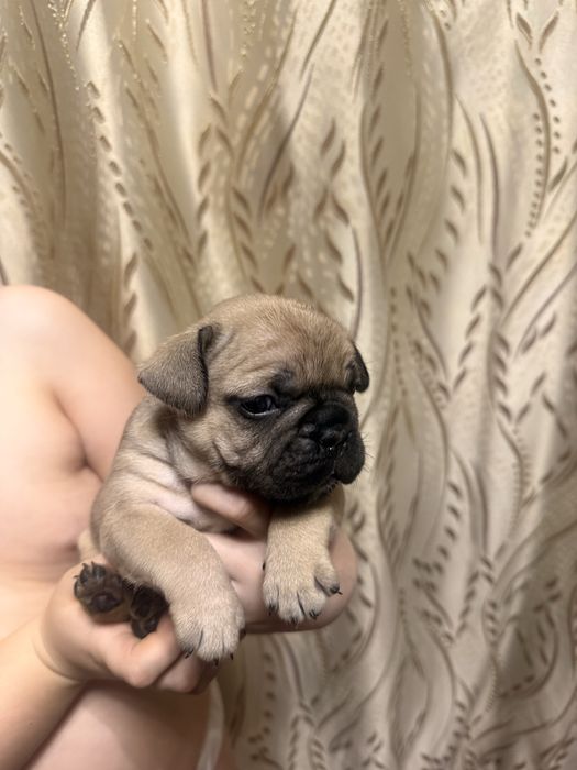 Девочки француженки