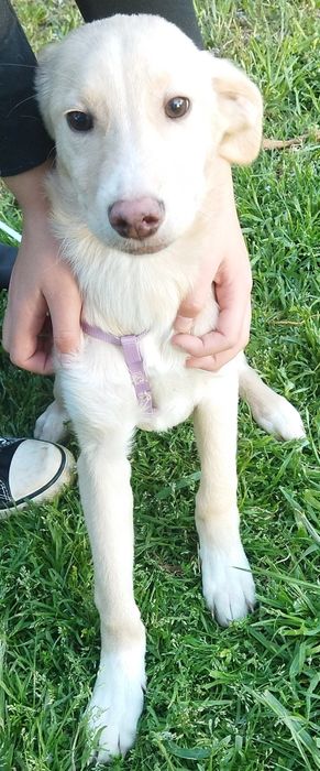 ПОДАРЯВАМ СПЕШНО ГОНЧЕТА ТЪРСЯТ ДОМ !!! – 5 малки бебета пазачи.