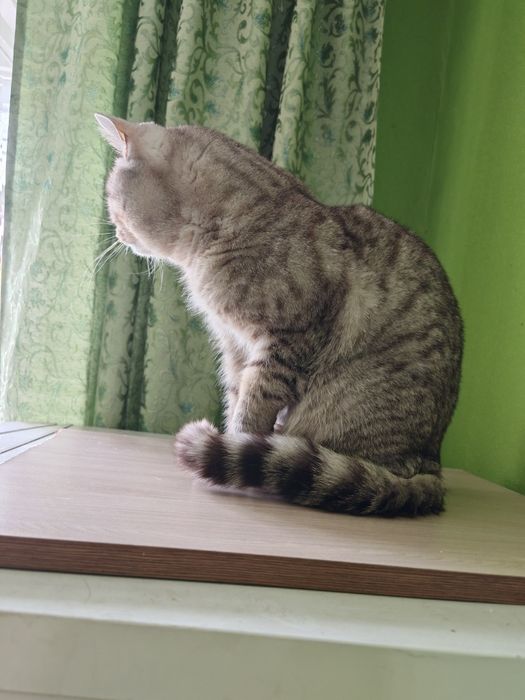 Отдам котика 5 лет