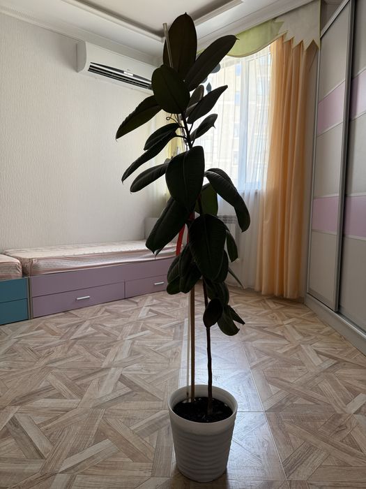 Продаются комнатные цветы