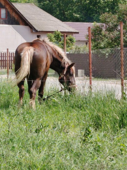 Vănd cal de de 4 ani bun  din ori ce punt de vedere