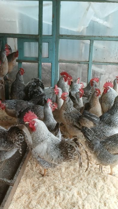 Продам породистые курей