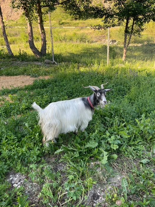 Vând țap și capră