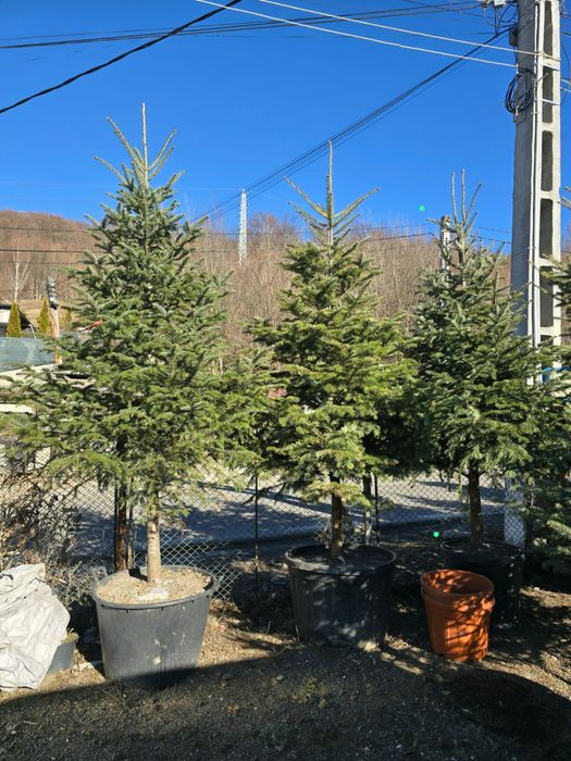 Brazi la ghiveci / Brad