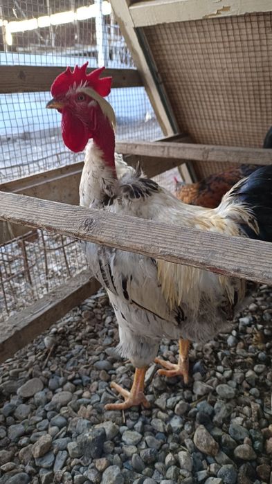 Жас қораздар сатылады