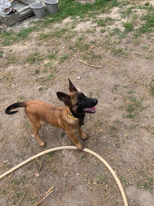 щенок  бельгийский  овчарка  Малинуа