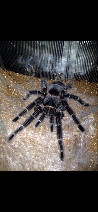 Екзотични животни широка гама- всякакви видове включително по-поръчка