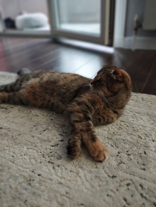 Кошка ласковая, 8мес