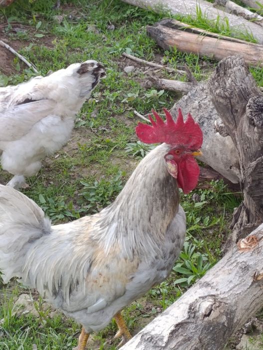 Xoʻroz 1 yosh sotiladi oʻtkan yilgi joʻja