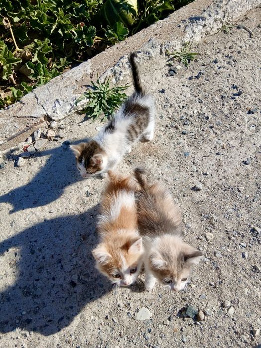 Отдам котят, 1,5 мес. котики