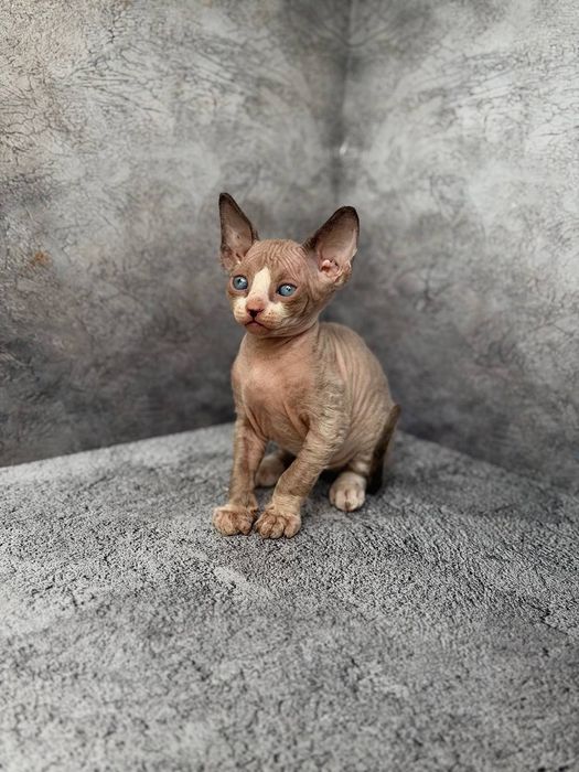Котята канадского сфинкса