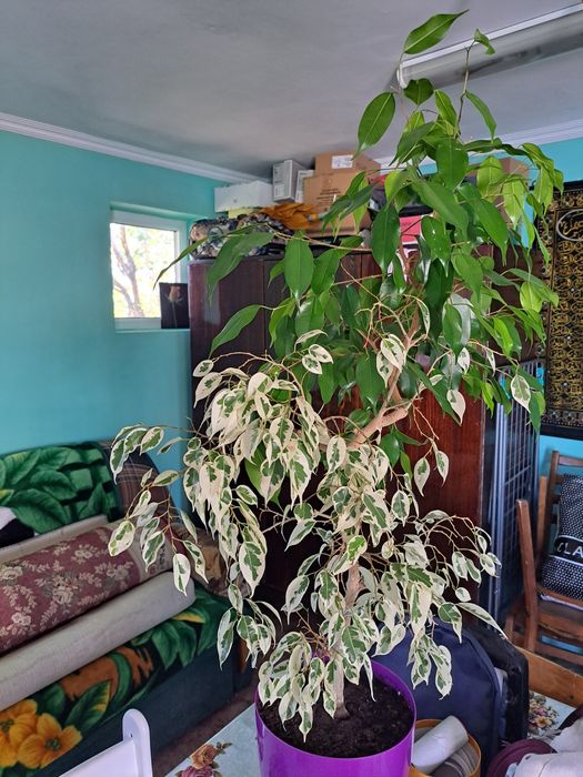 Фикус Бенджамина  и фикус экзотика