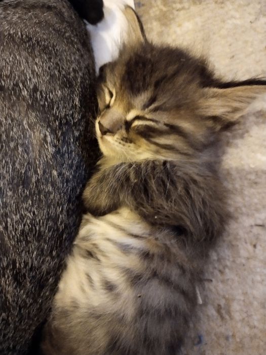Домашний котенок