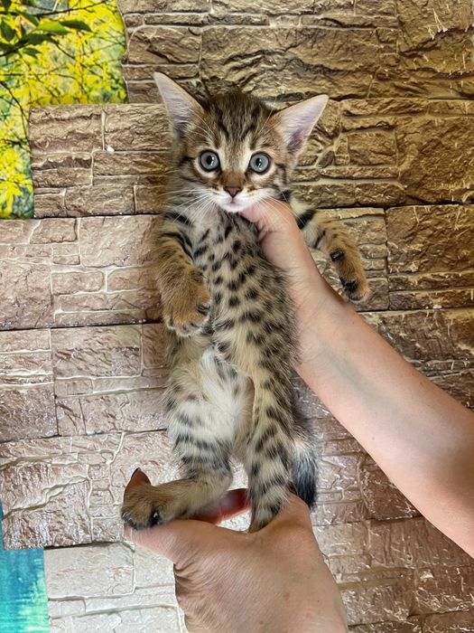 Котенок бенгал не дорого
