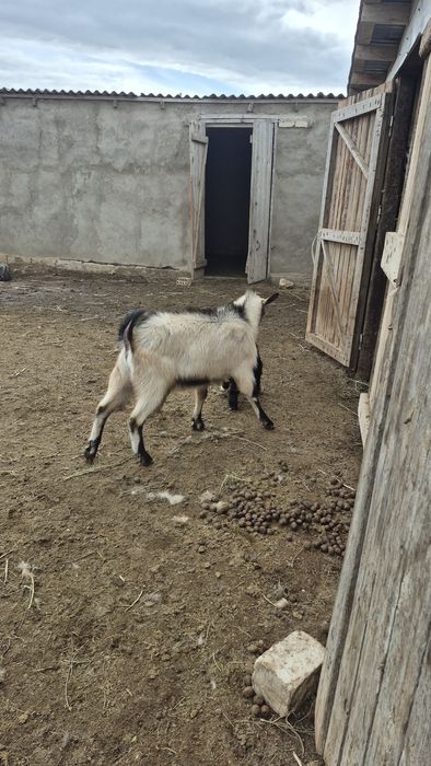 Теке альпи занен обмен сатылады
