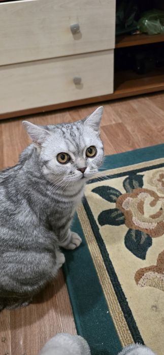 Котёнок британский 9 месяцев