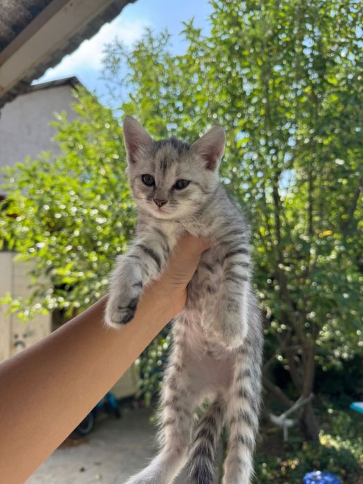Отдам котят бесплатно