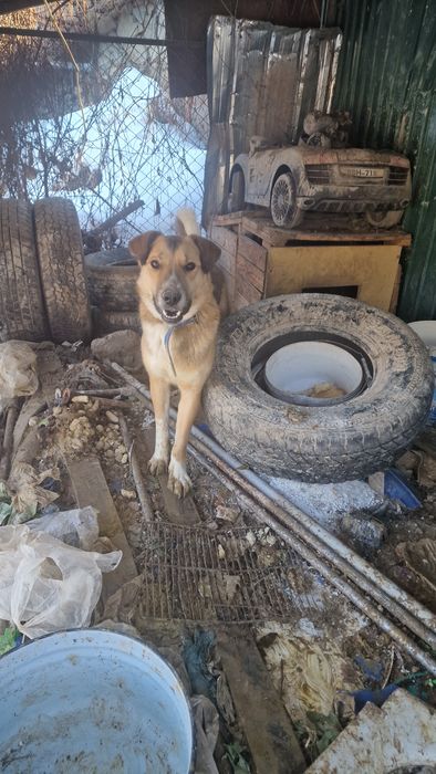 Отдам алабайчика в хорошие руки