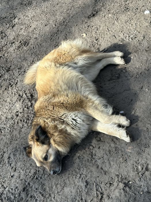 Пристраивается собачка