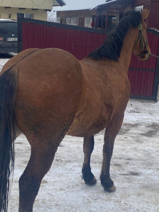 Mânz de 1.6 luni de vânzare