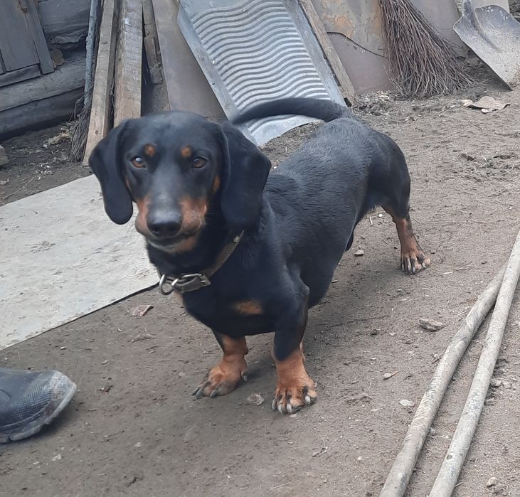 Вязка кобель таксы