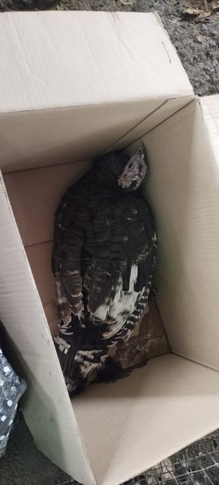 Курка сотилади 3 кг