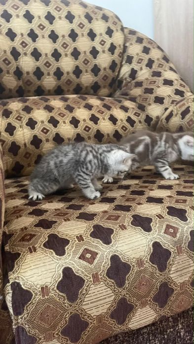 Продажа котят снизу номер