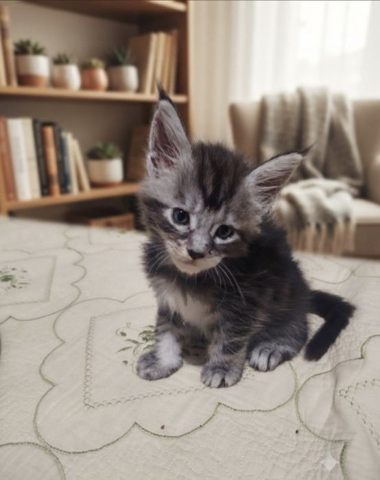 Продам Мейн-Кунов котят