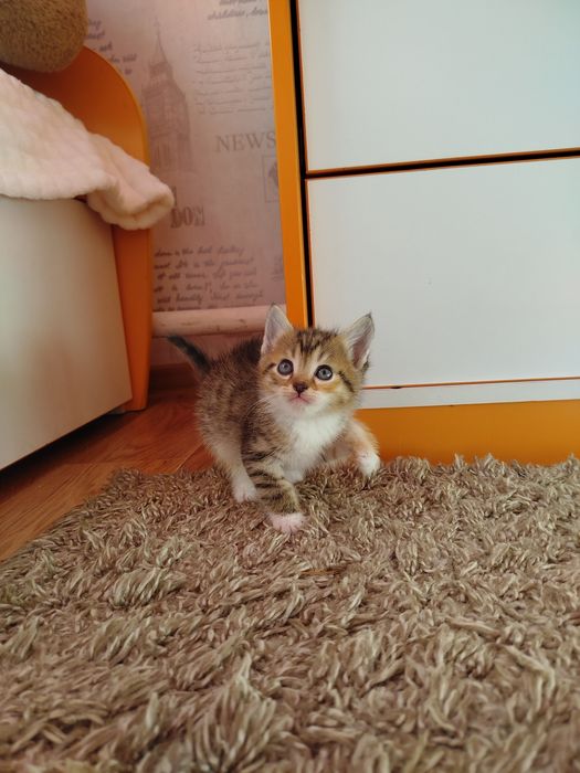 Отдам котят в хорошие руки