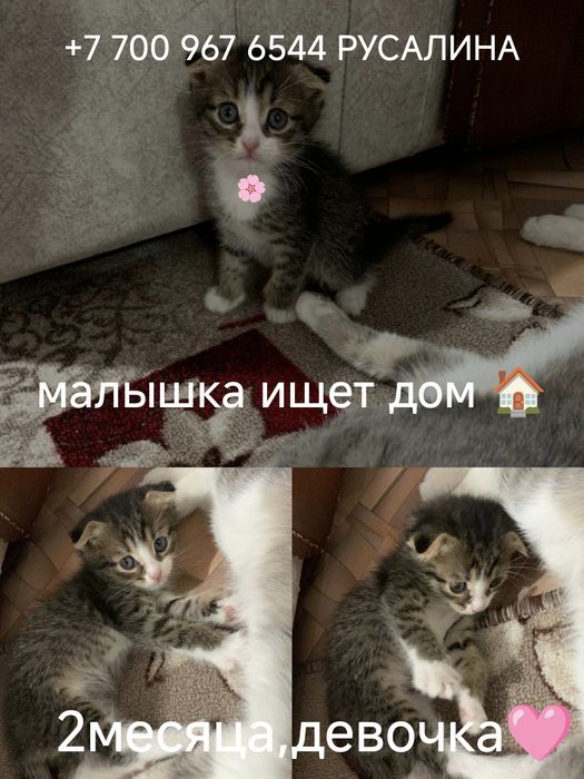 Бесплатно котята