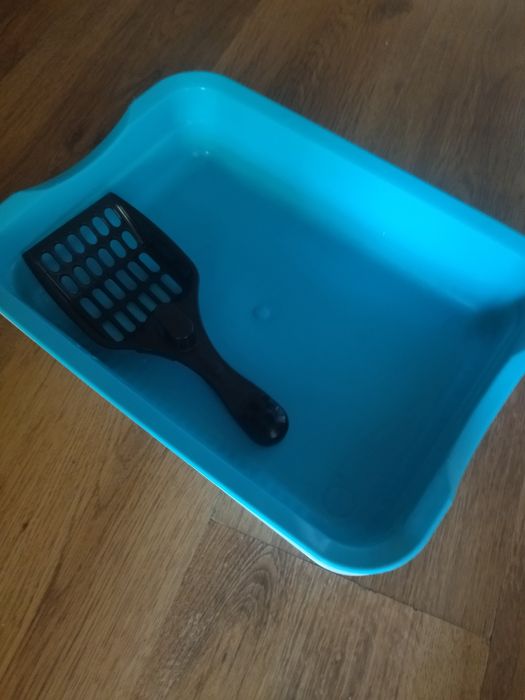 Отдам кота 10 месяцев срочно