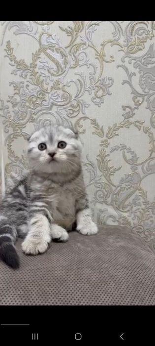 продаётся котенок скотиш фолд