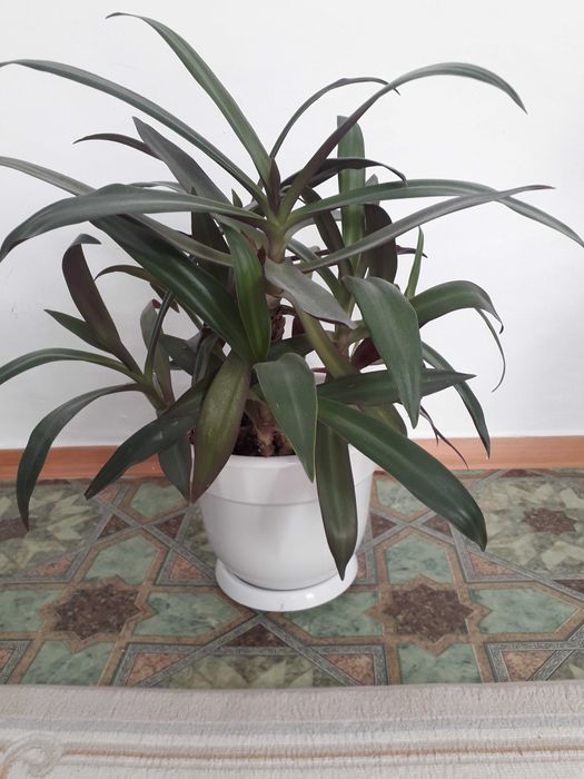 Красивые домашние цветы