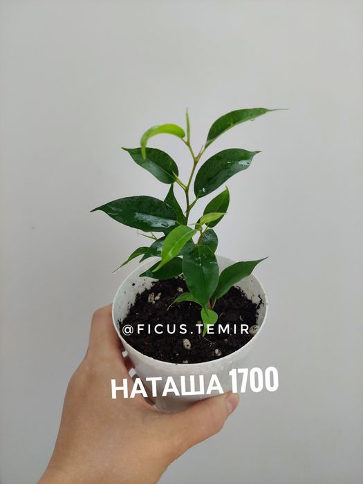 Комнатные растения