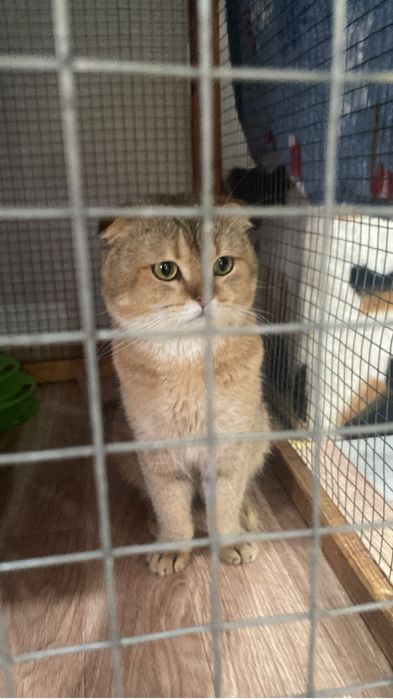 Вязка кот шиншилла