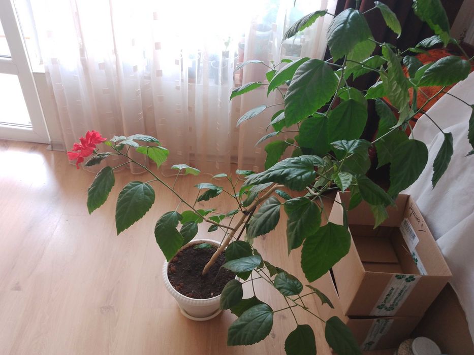 Продавам Китайска роза