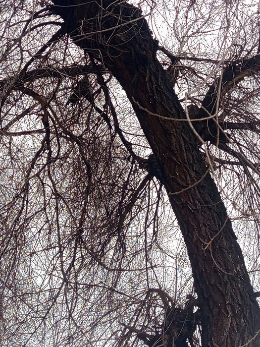 Отдам даром дерево на дрова либо на материал самовывоз