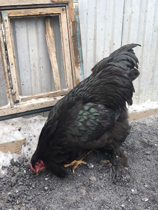 Продам Петухов Брама