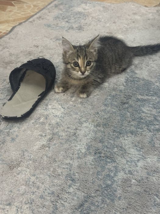 Котенка бесплатол