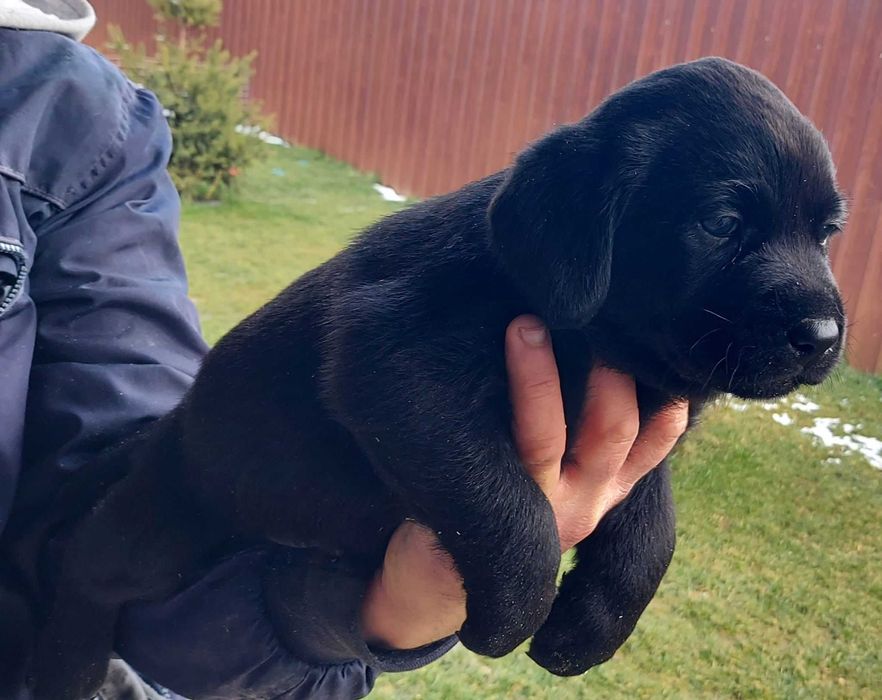 Labrador Retriever