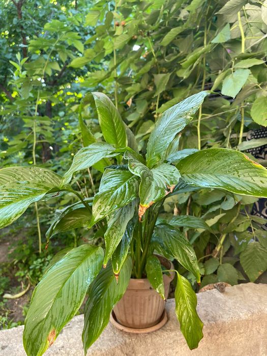 Комнатные растения