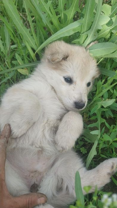 Хаски щенята продаем